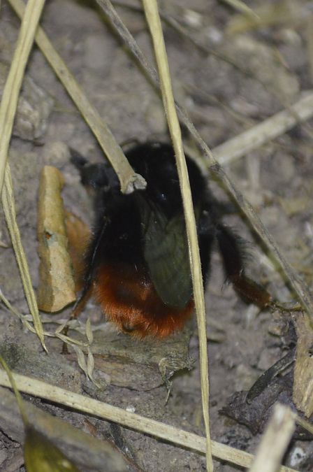 Bombus sp.  - Philippe Cherel