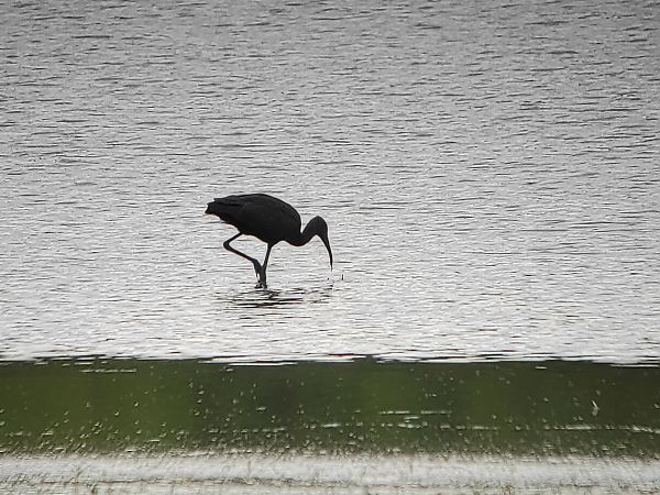 Ibis falcinelle  - Benoît Duchenne