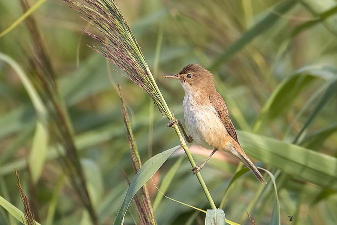 Common Reed Warbler 