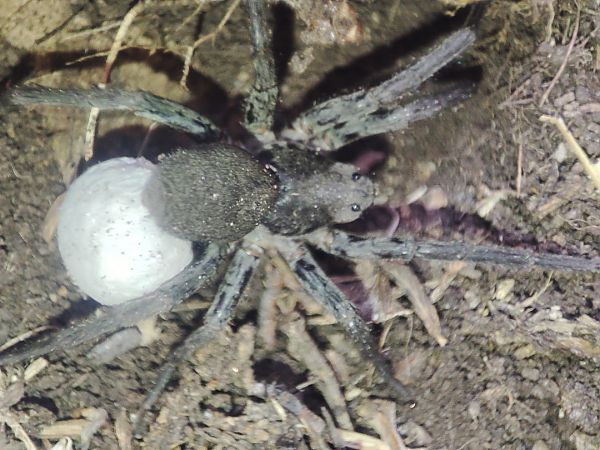 Vesubia jugorum  - Gaëtan Jouvenez