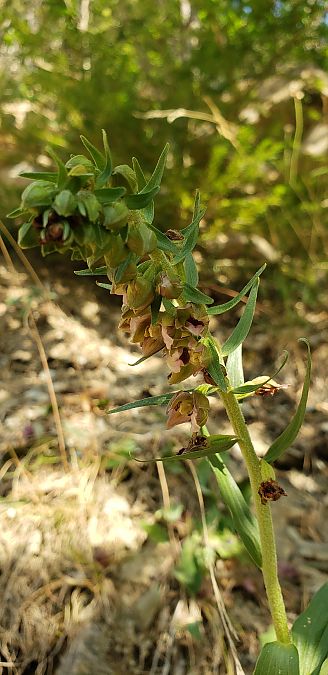 Epipactis helleborine  - Claire Perrachon