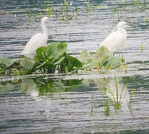 Aigrette garzette  - Alain Lehalle