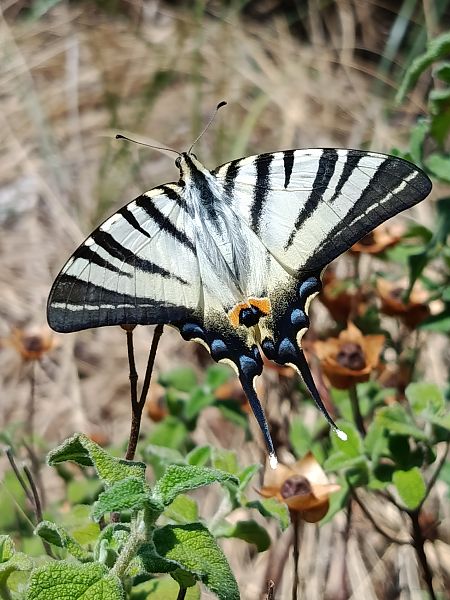 Iphiclides podalirius  - Christian Vaucher