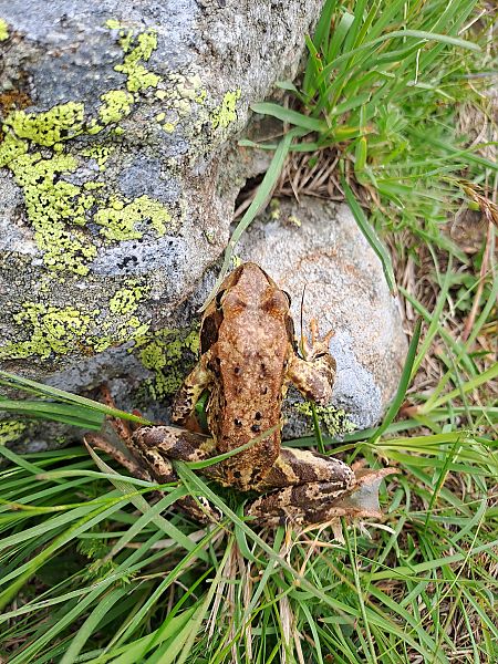 Rana temporaria 