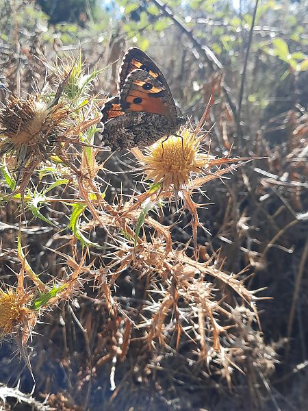 Hipparchia aristaeus  - Michele Coppola