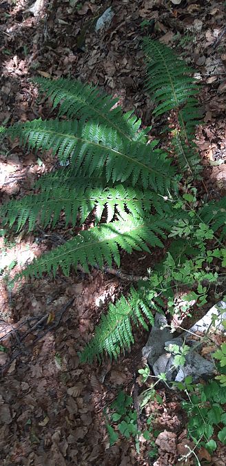 Polystichum setiferum  - Michele Cento