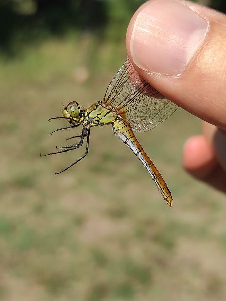 Sympetrum sanguineum  - Alessandro Pavesi