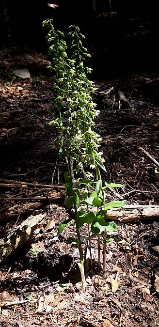 Epipactis helleborine  - Michele Cento