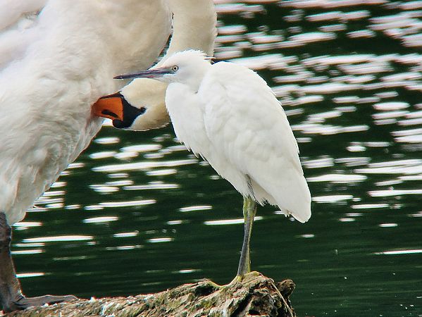 Aigrette garzette  - Tom Wildemann