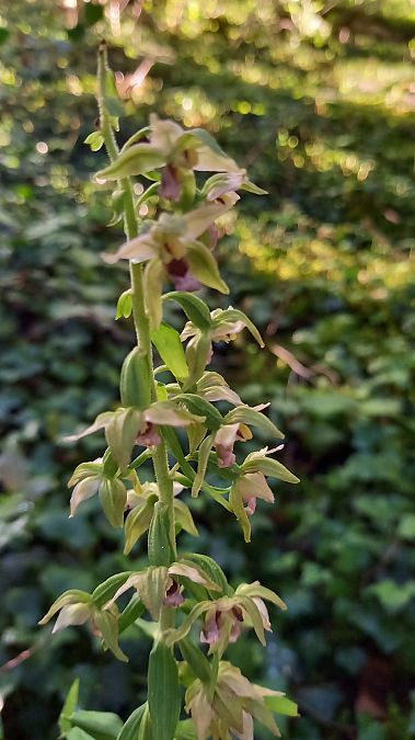 Epipactis leptochila var. neglecta  - Evelyne Alix