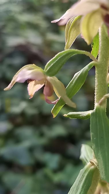 Epipactis leptochila var. neglecta  - Evelyne Alix