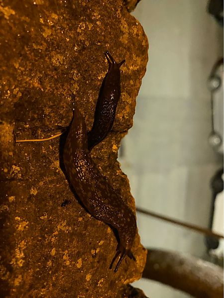 Limacus flavus  - Maria Rita Gelso