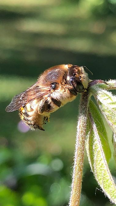 Anthidium manicatum  - Anthony Bourgaux