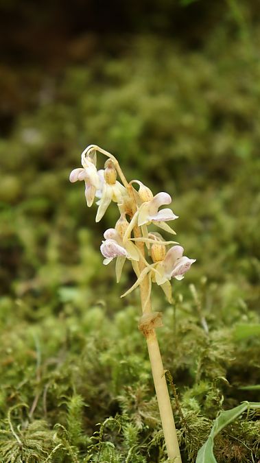 Epipogium aphyllum  - Gerard Guillouard
