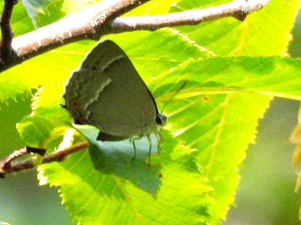 Favonius quercus  - Christian Vaucher