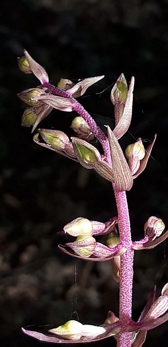 Epipactis purpurata  - Michele Cento