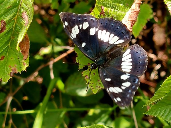 Limenitis reducta  - Christian Vaucher