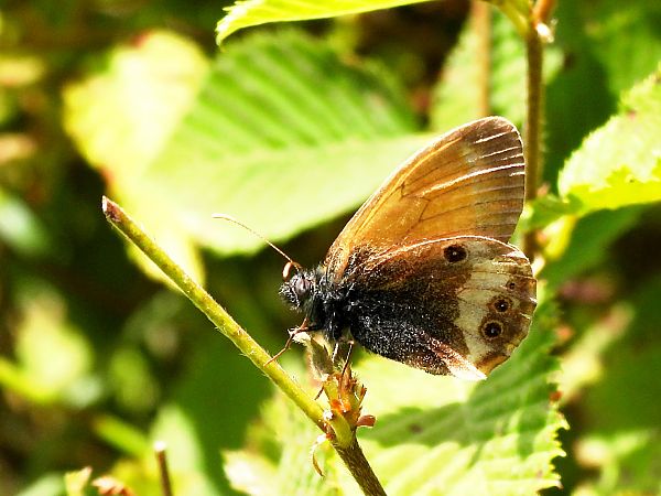 Coenonympha arcania  - Christian Vaucher