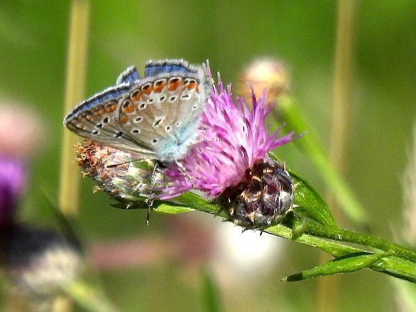 Polyommatus icarius # *  - Christian Vaucher