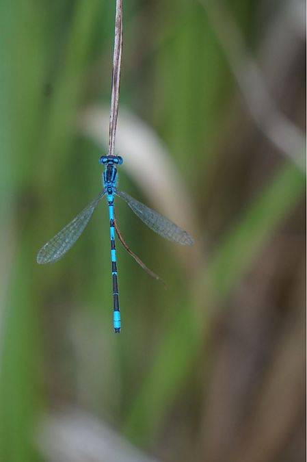 Agrion mignon  - Frédérique Merck
