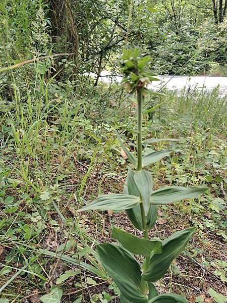 Epipactis helleborine  - Anaïs Veret