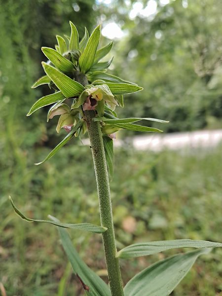Epipactis helleborine  - Anaïs Veret