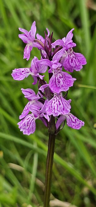 Dactylorhiza angustata  - Claire Perrachon