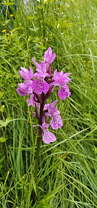 Dactylorhiza angustata  - Claire Perrachon