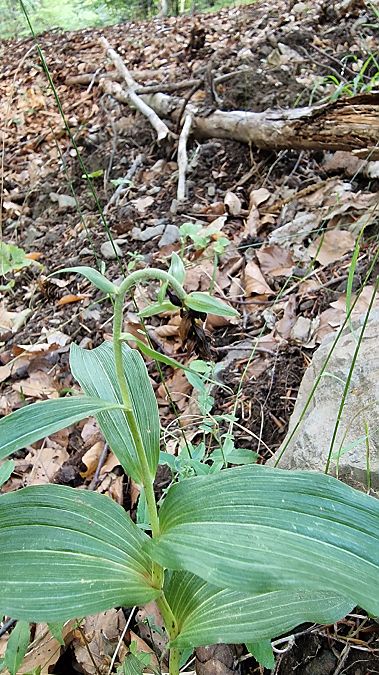 Epipactis helleborine var. minor  - Jean Guhring
