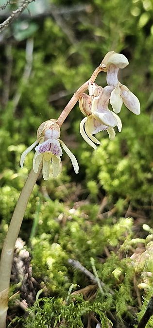 Epipogium aphyllum  - Claire Perrachon