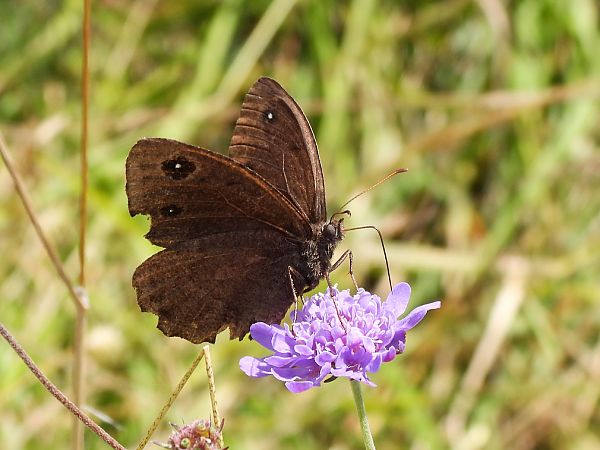 Satyrus ferula  - Christian Vaucher