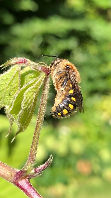 Anthidium manicatum  - Anthony Bourgaux