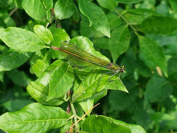 Banded Demoiselle  - Rafał Walczybok