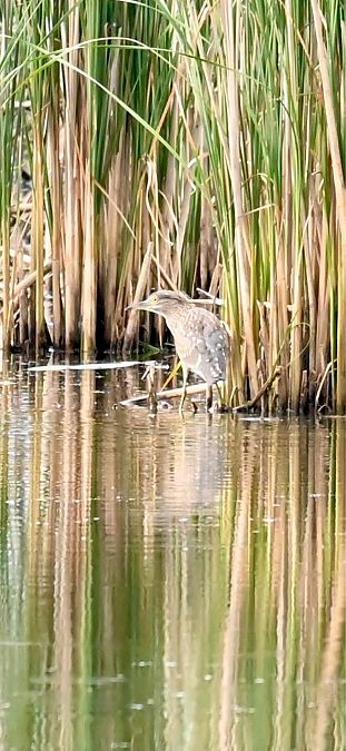 Black-crowned Night Heron  - Marcin Kownacki