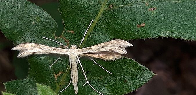 Pterophoridae sp.  - Michele Cento