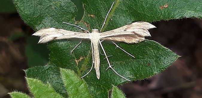 Pterophoridae sp.  - Michele Cento