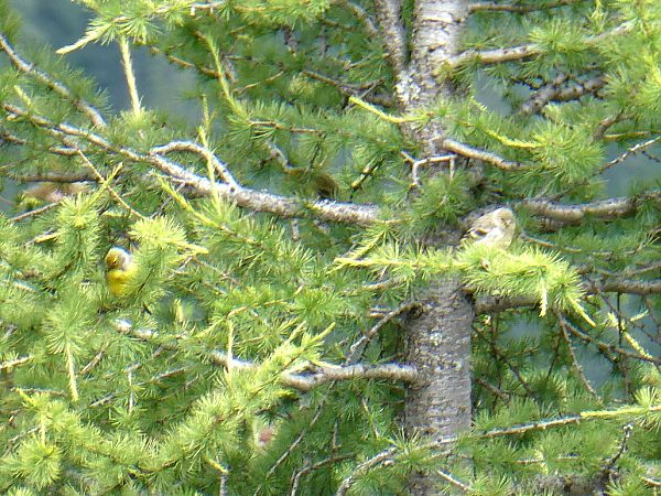 Citril Finch 