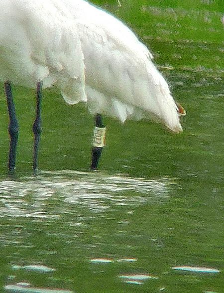 Spatule blanche  - Alain Lehalle
