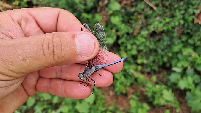 Orthetrum coerulescens  - Roberto Fabbri