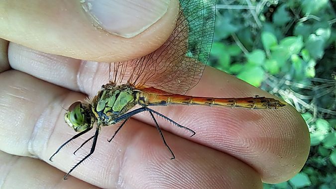 Sympetrum depressiusculum  - Roberto Fabbri