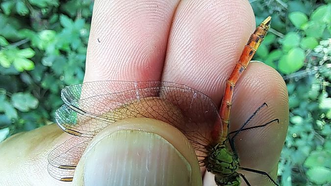 Sympetrum depressiusculum  - Roberto Fabbri