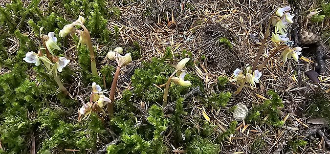 Epipogium aphyllum  - Claire Perrachon