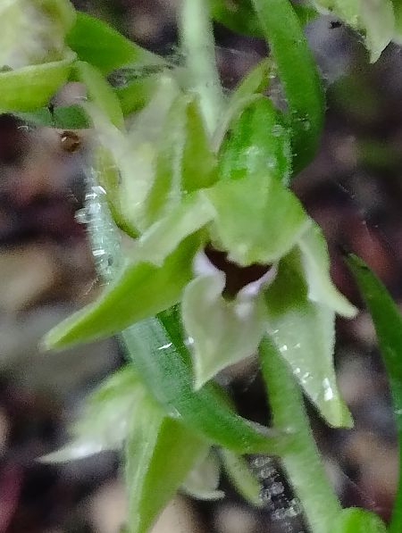 Epipactis leptochila  - Gérard Joseph