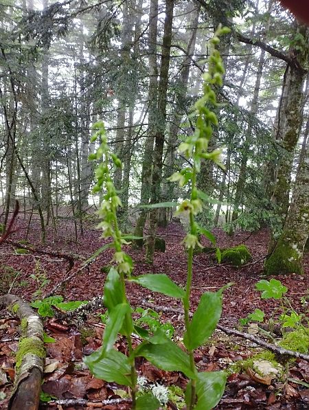 Epipactis leptochila  - Gérard Joseph