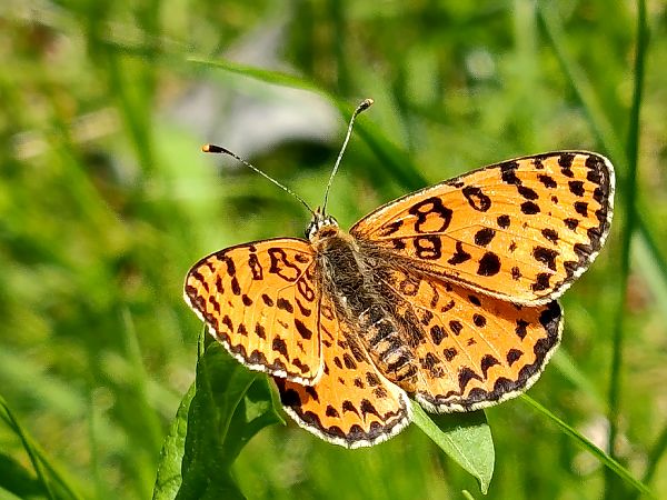 Melitaea didyma  - Christian Vaucher