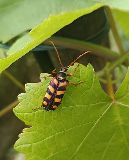 Leptura aurulenta  - Yohann Brouillard