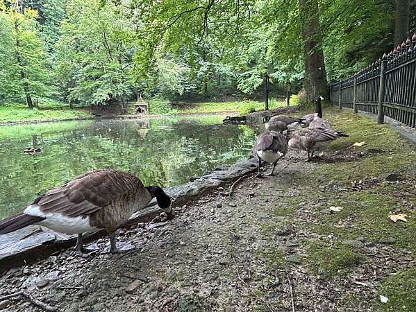 Canada Goose  - Konrad Sobolak