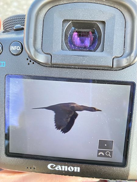 Pygmy Cormorant  - Karina Ciepichał