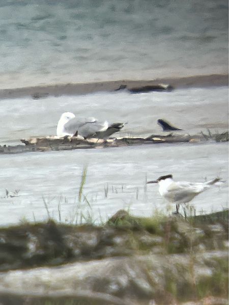 Sandwich Tern  - Herta Mangeng