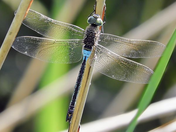 Anax parthenope  - Massimo Tassinari